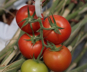 Beginner’s Guide to Tomato Family Plants: Nutrients, Planting Tips, and Essential Knowledge