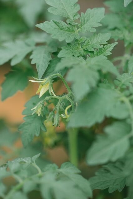 Ultimate Guide to Upside-Down Tomato Gardening: Maximize Your Yield in Minimal Space