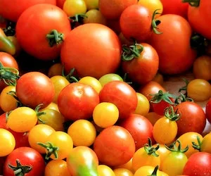 The Vibrant World of Tomatoes: An Expert’s Guide