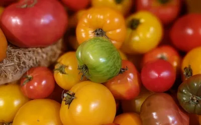 “Tomatoes: Taste the Rainbow, Savor the Health!”