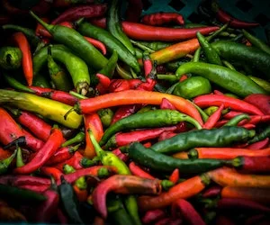 “From Seed to Scoville: Master the Art of Pepper Growing at Home!”