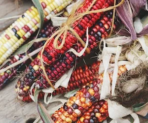 Corn: The Golden Staple of Global Agriculture