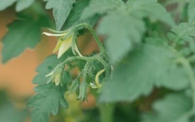 Ultimate Guide to Upside-Down Tomato Gardening: Maximize Your Yield in Minimal Space